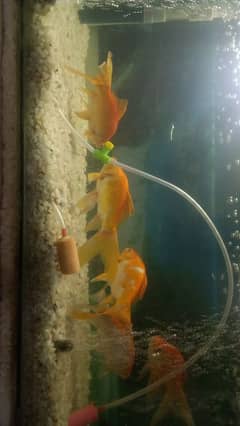 Fish Aquriyam with 2pair( 4 fish)