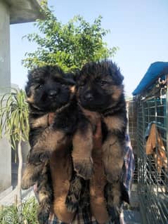 German Shepherd / gsd puppies for sale