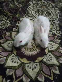 Rabbit babies Male and femail Rs. 800