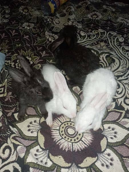 Rabbit babies Male and femail Rs. 800 2