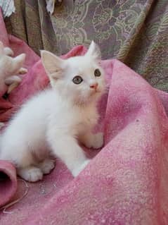 Persian kitten blue eye for sale