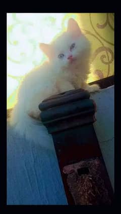 pure Persian kitten, triple coated, semi punch face for sale