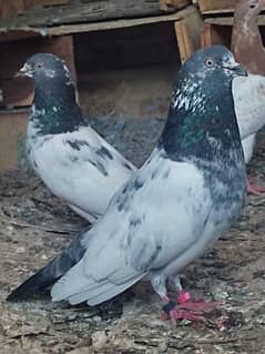 high fliyer pigeons