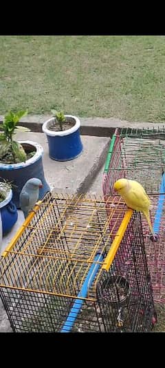 yellow and blue kathay chicks at whole sale