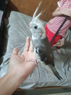 hand tamed grey cocktail parrot