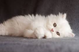 Persian kitten triple coat