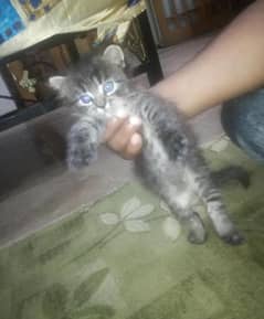 1 month kitten available for sale