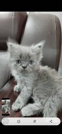 triple coat Persian kitten
