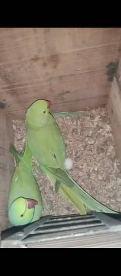 green talking parrot breeder pair for sale