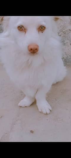 Russian male dog  pure white