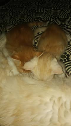 Persian Vaccinated cat with kittens
