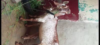 urgent sale makhi cheni goat with child male 4 momth 03277326558
