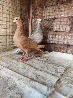 budhapest breeder female and chik for sale