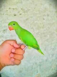 Parrot for sale healthy and active.