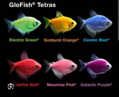Glow Tetra Aquarium Fish