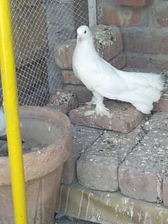 white lucky pigeon pair