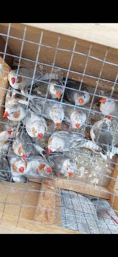 Finches, Diamond dove and boxes for sale