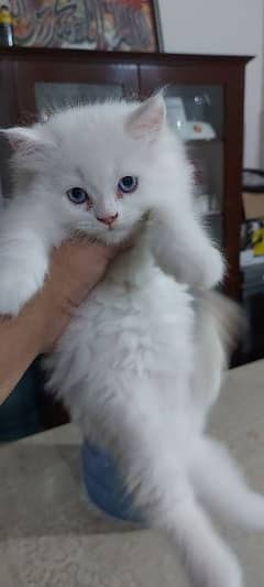 Persian Kittens For Sale