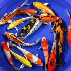 Japanese Koi available small and large sizes