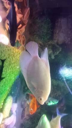 giant gourami for sale or exchange posible
