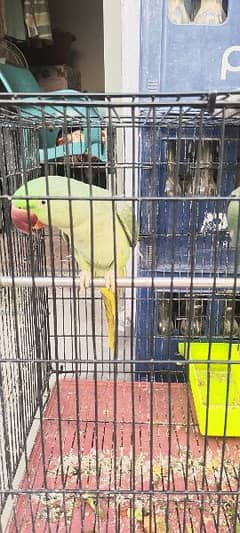 raw parrot bolta b h