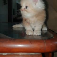 4persian kittens available for sale. . Triple coated 2male 2 female