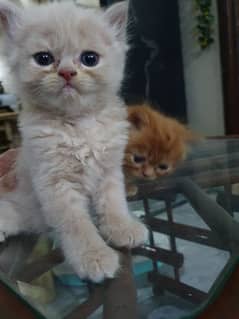 4persian kittens available for sale. . Triple coated 2male 2 female0