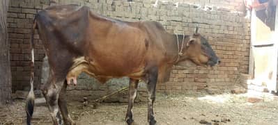 Cow for sale in lahore.  in low price .
