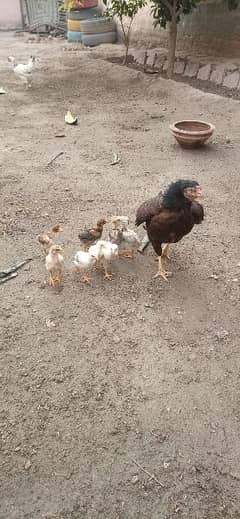 Aseel chicks Mianwali