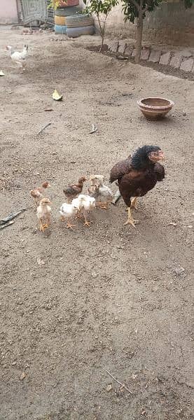 Aseel murgha and chicks Mianwali 3