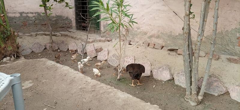 Aseel murgha and chicks Mianwali 4