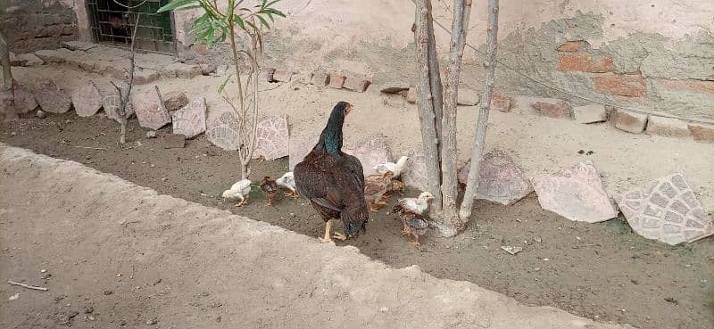 Aseel murgha and chicks Mianwali 5