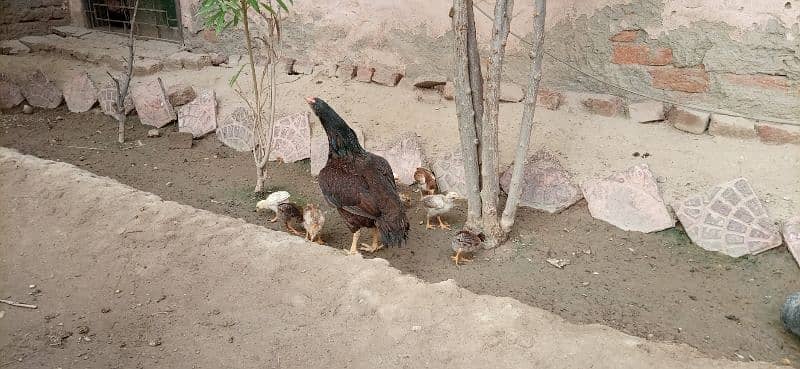 Aseel murgha and chicks Mianwali 6