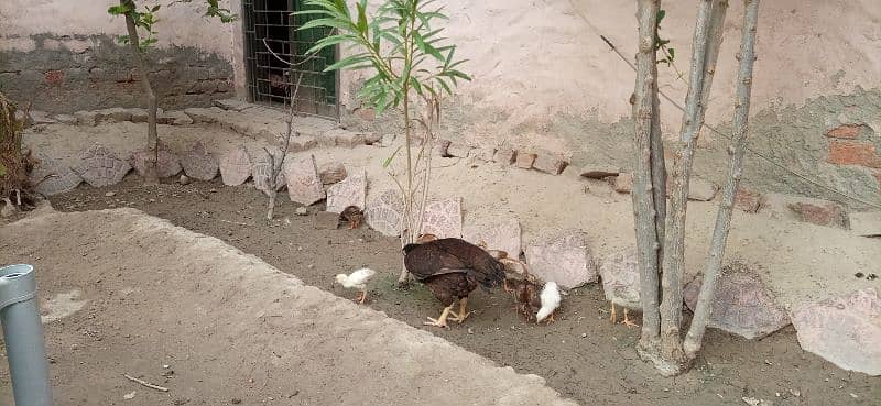 Aseel murgha and chicks Mianwali 7