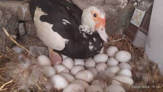 Duck eggs Muscovy & dasi  available