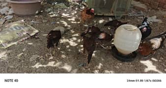 A hen and six chicks for sale