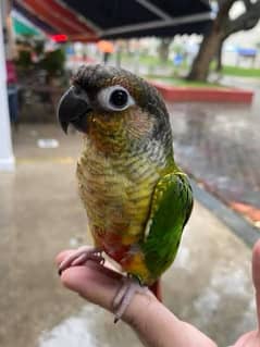 Hand tamed Yellow sided conure bird/parrot