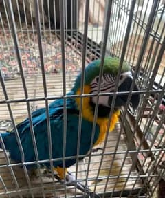 blue Macaw parrot chicks for sale03373142206