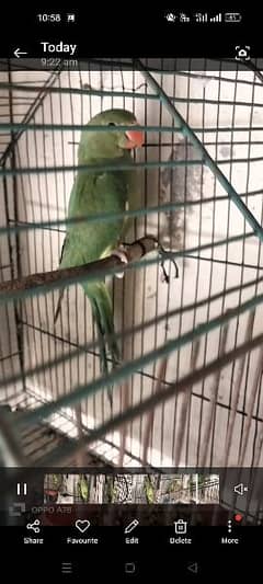 green bird's toty jora