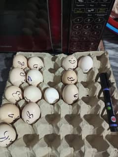 Golden and white heavy eggs