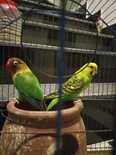 1 MALE LOVE BIRD AND 1 PAIR OF AUSTRALIAN PARROT