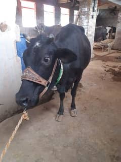 cow for qurbani