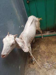 Half white goat