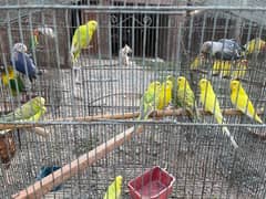 buggies parrot for sale