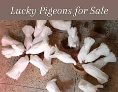 WHITE LUCKY PIGEONS