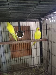 yellow ringneck bleeder pair
