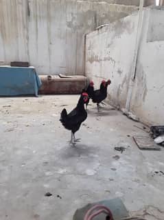 Australorp Male 7 Month & 1 Year