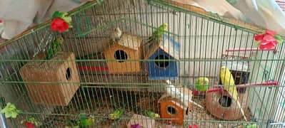 Australian Parrots with big pinjra and houses