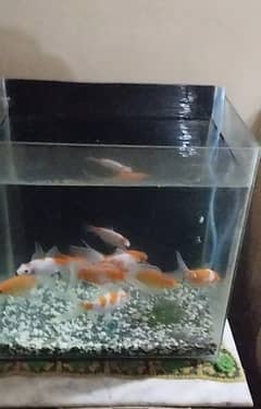 Aquarium with gold fish