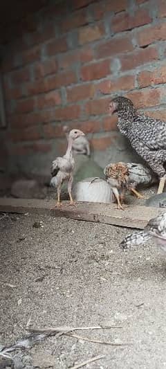 O shamo chicks and hen